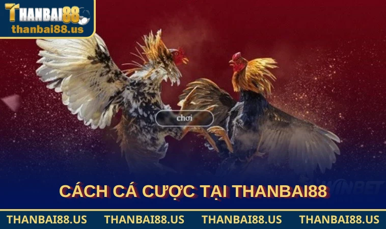 Cách cá cược tại THANBAI88